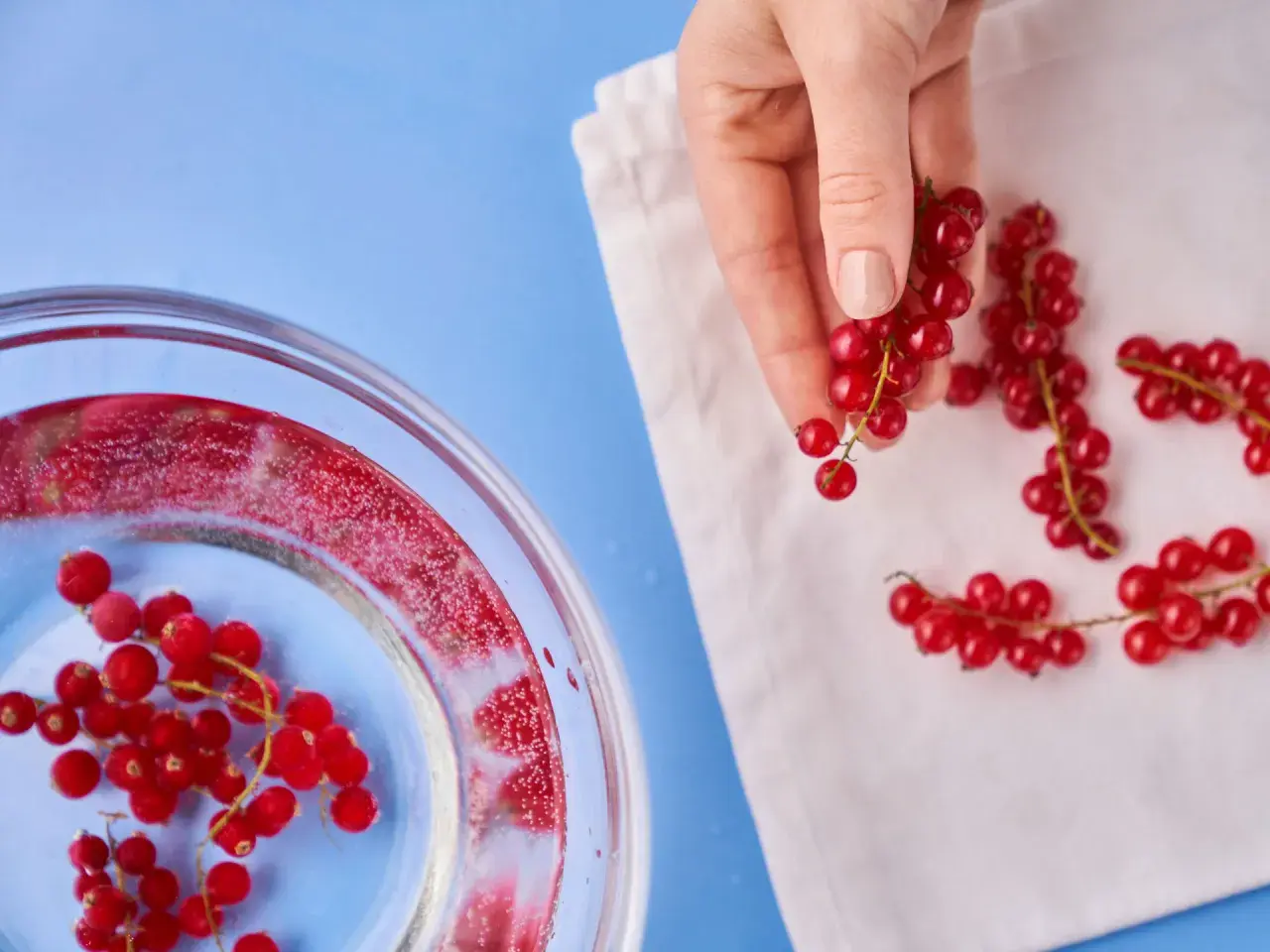 Rote Johannisbeeren werden für das Einfrieren vorbereitet. Eine Hand hält einen Zweig, während andere auf einem Tuch liegen.