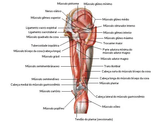 Los músculos cadera lateral: funciones, ejercicios y lesiones comunes