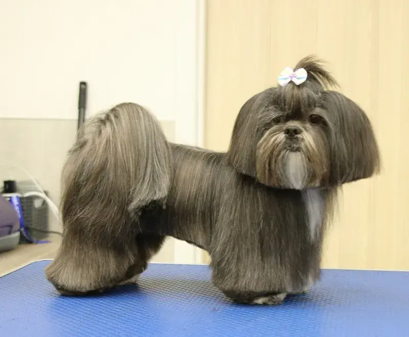 Najmodniejsze fryzury dla samca shih tzu - wszystko co musisz wiedzieć