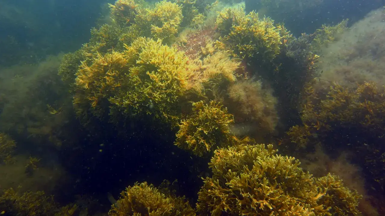 Tätt växande tång i havet, med gyllene och mörkbruna nyanser. En undervattensvärld full av liv.