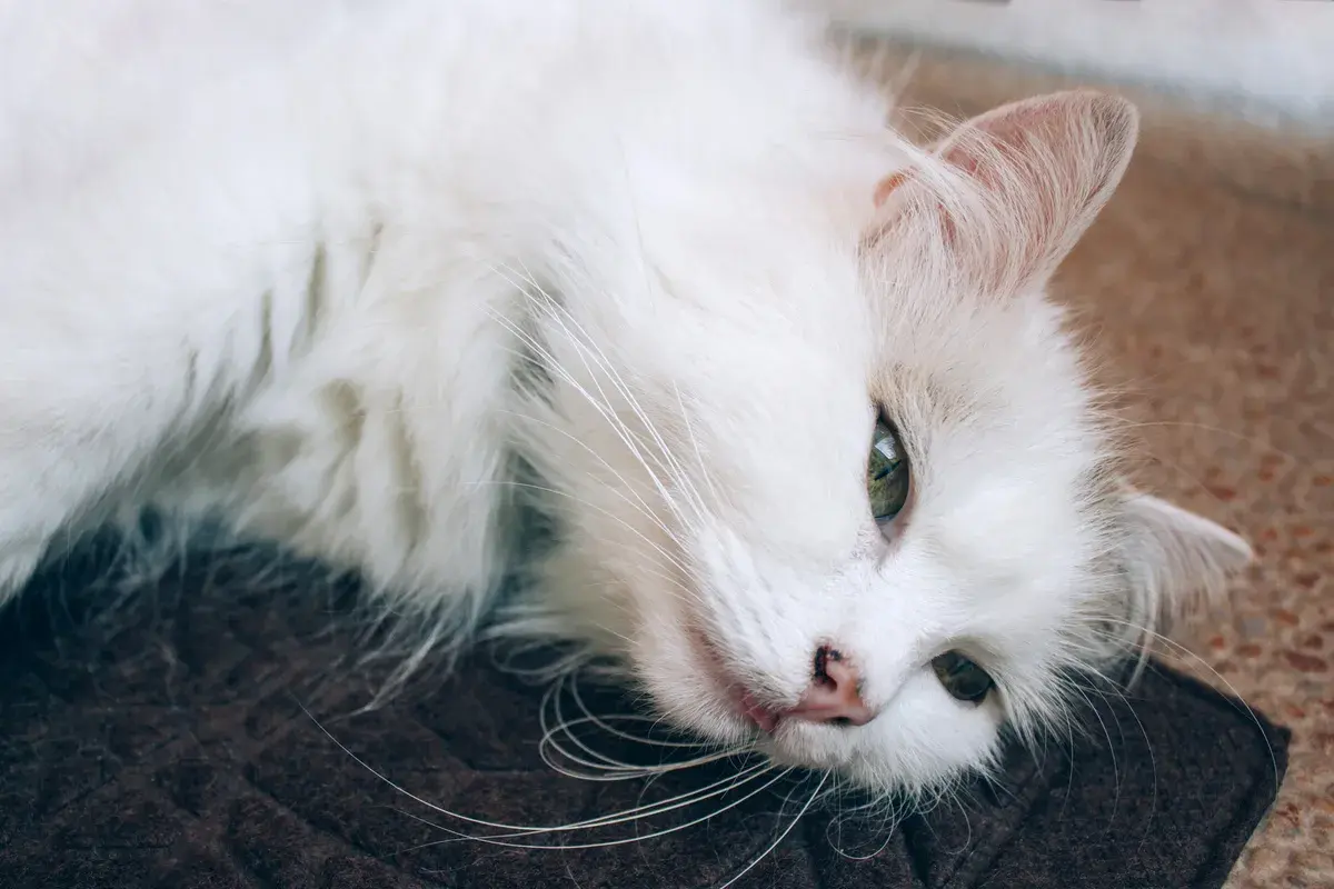 Un gato oriental blanco, con ojos verdes penetrantes, descansa plácidamente sobre una alfombra oscura.