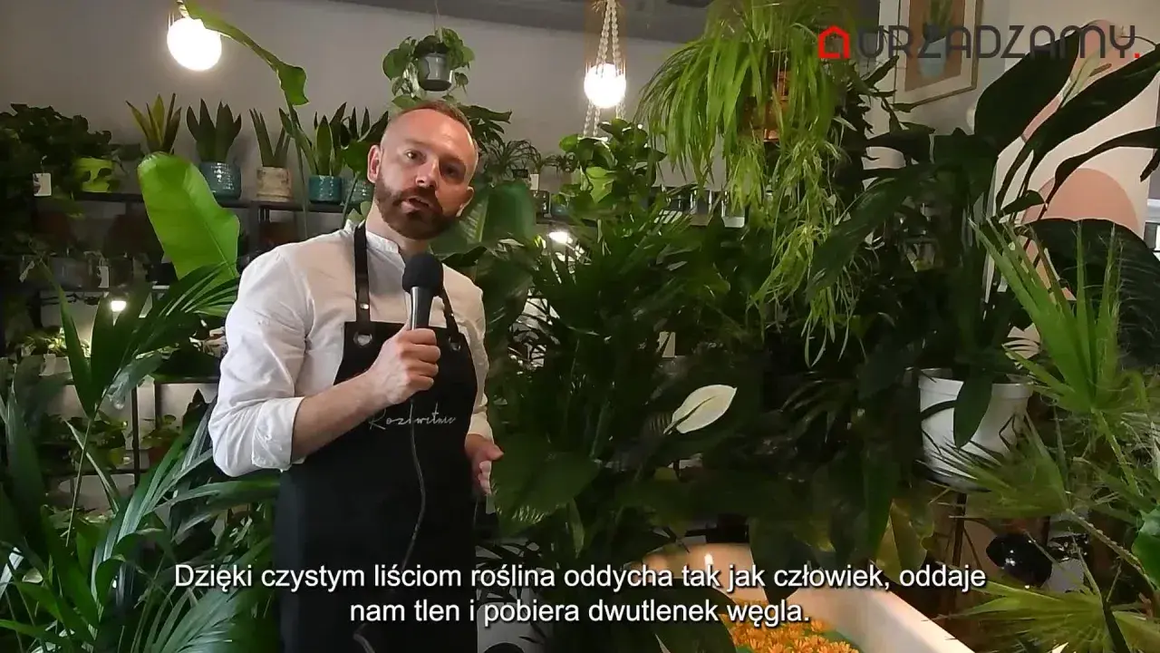 Mężczyzna w fartuchu mówi o roślinach, wśród nich jest kwiat radermachera. Rośliny produkują tlen.