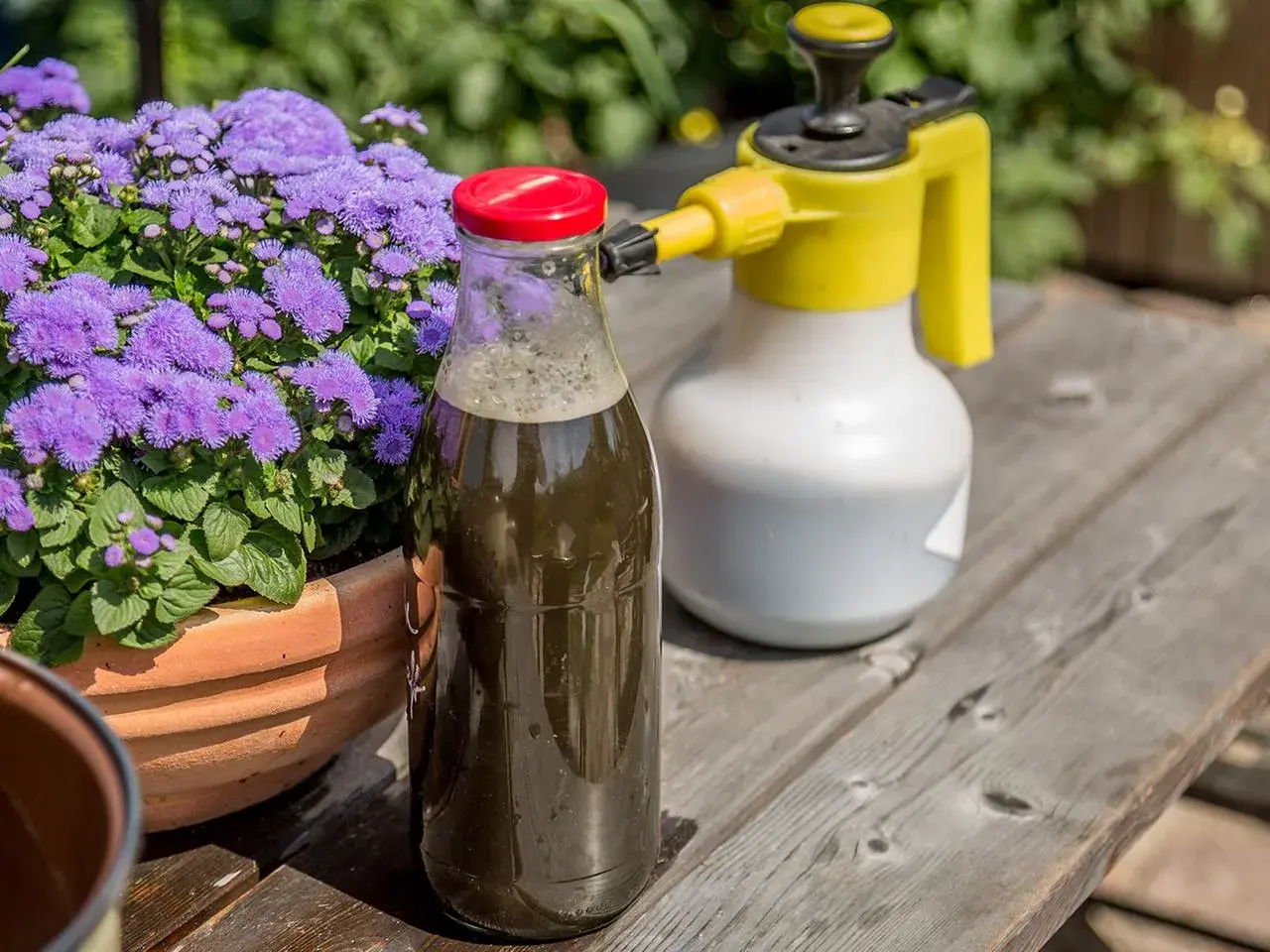 Flasche mit selbstgemachter Brennnesseljauche neben einem Sprühgerät und lila Blumen. Perfekt, um Pflanzen zu düngen.