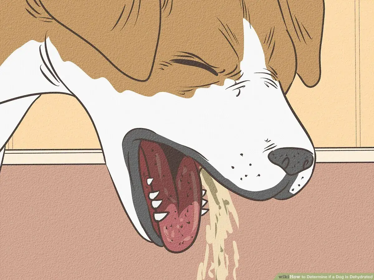 Illustration showing a dog's head with its mouth open, tongue hanging out, and drooling. This image is part of a dog dehydration chart.