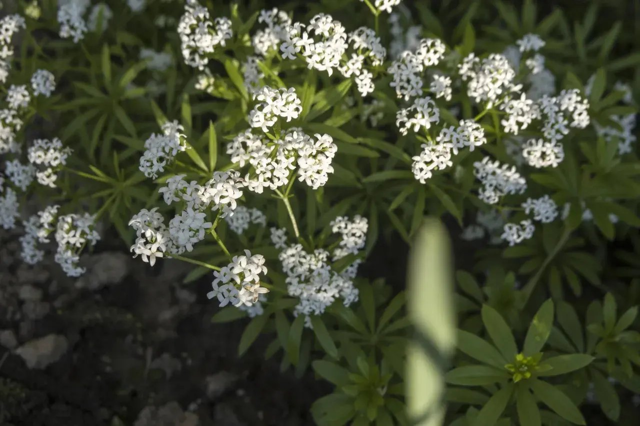 Zarte weiße Blütenstände von Galium odoratum, auch bekannt als Waldmeister oder Maikraut, bedecken den Boden. Diese Kauliflorie-Pflanzen verströmen einen süßen Duft.