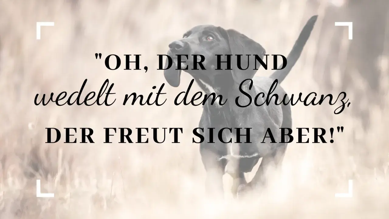 Ein schwarzer Hund bellt und wedelt mit dem Schwanz, er freut sich!