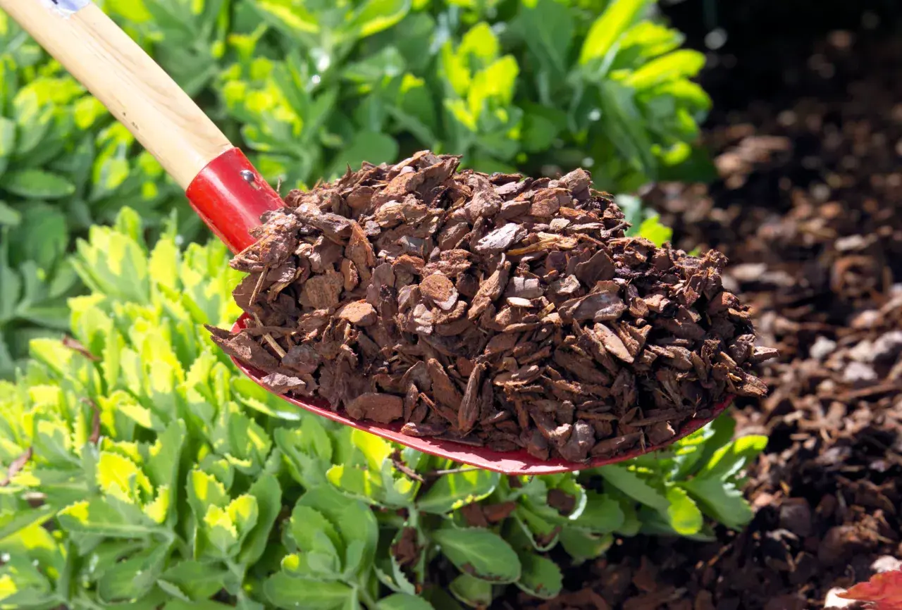 Schaufel mit walnussschalen als mulch, bereit zum Ausbringen im Garten.