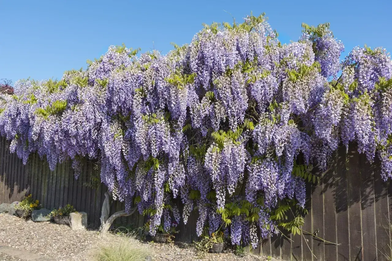 Obficie kwitnąca wisteria tworzy fioletowy wodospad kwiatów na tle drewnianego płotu. To piękny widok, kiedy wisteria kwitnie wiosną.