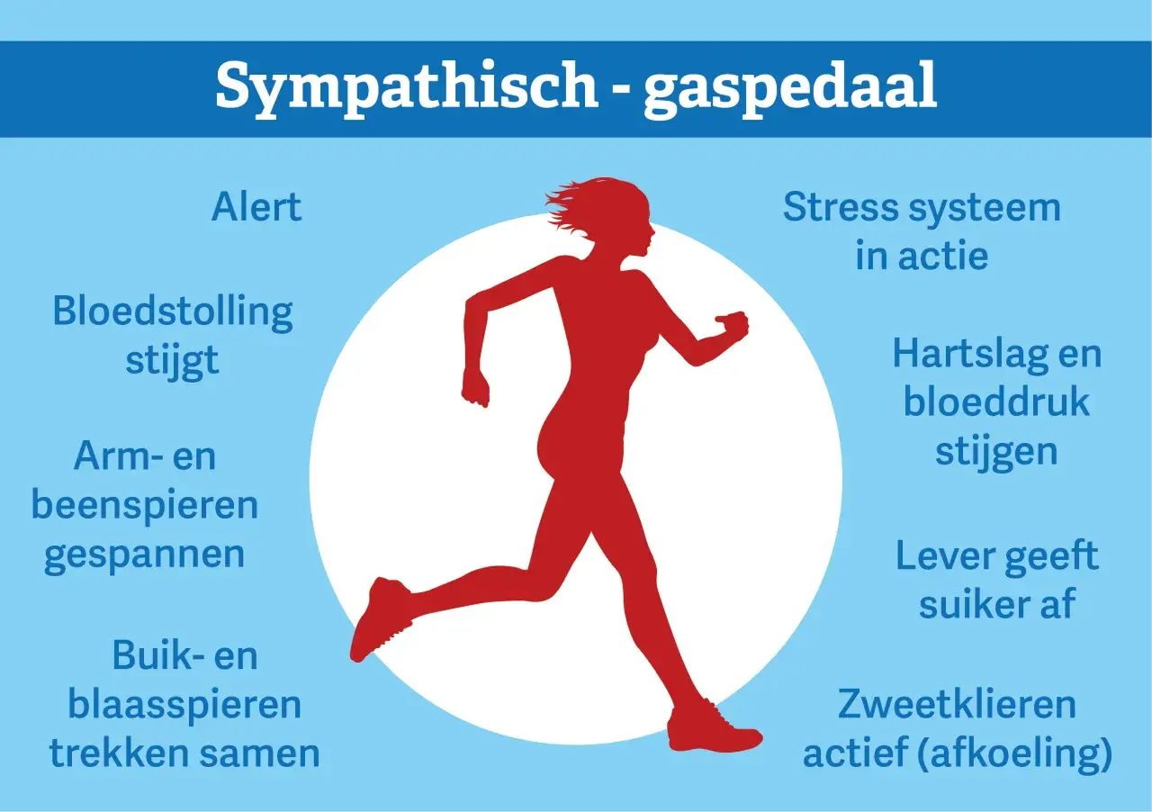 Rode silhouet van een rennende persoon, met tekst die de effecten van een **sympathisch zenuwstelsel overprikkeld** beschrijft, zoals verhoogde hartslag en alertheid.