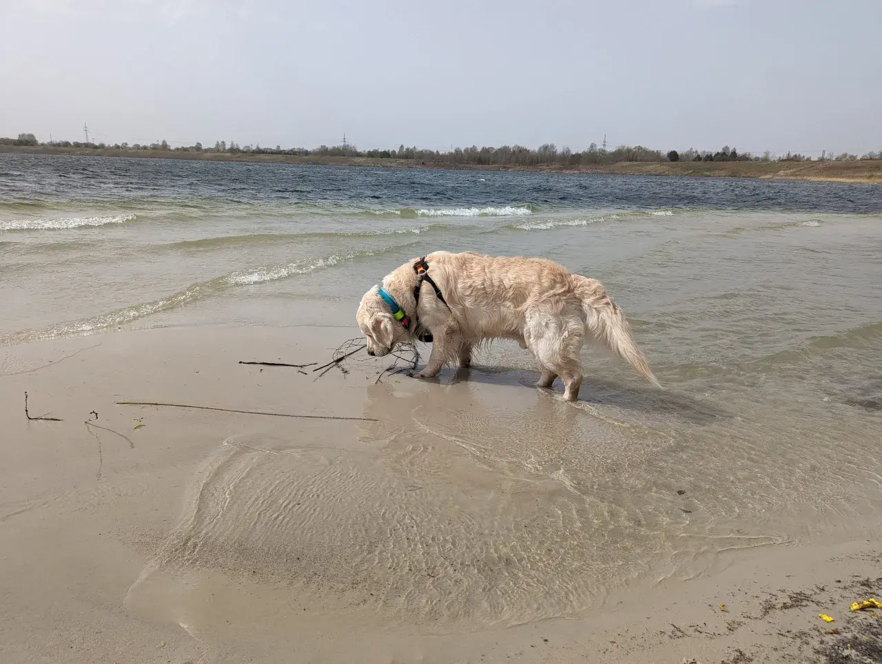 Złoty retriever w wodzie przy brzegu, szukający patyka. W tle jezioro i linia drzew. Pogoria 4.
