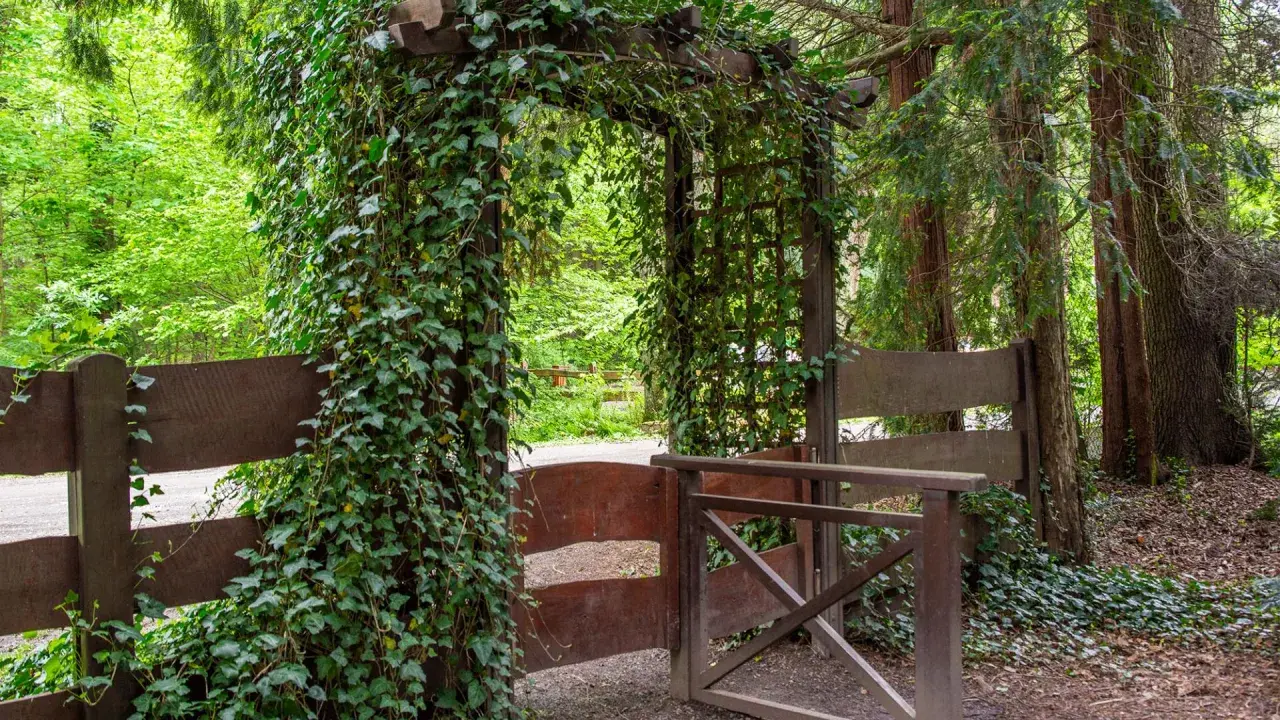 Drewniany łuk porośnięty bluszczem wita w **arboretum w Lipnie**. Ścieżka prowadzi przez otwartą bramę, otoczoną drzewami i zielenią.