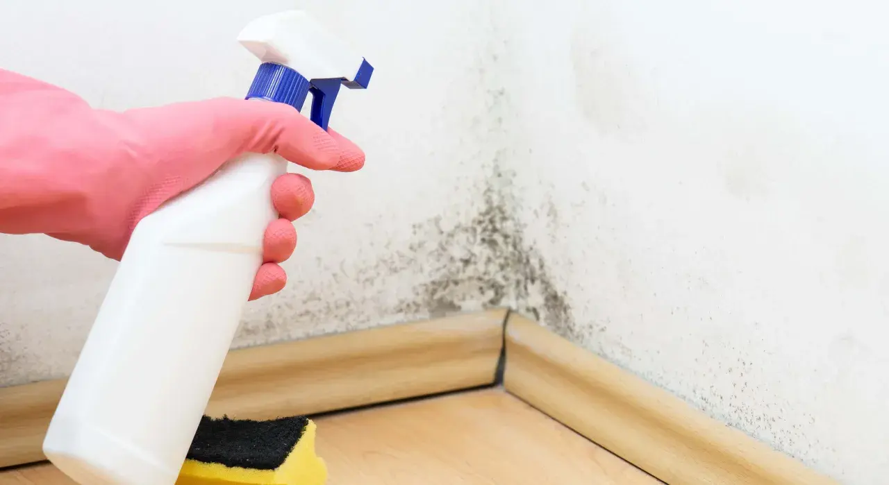 Mano con guante rosa rociando producto para quitar humedad ambiente de una pared con moho. Esponja amarilla y negra al lado.