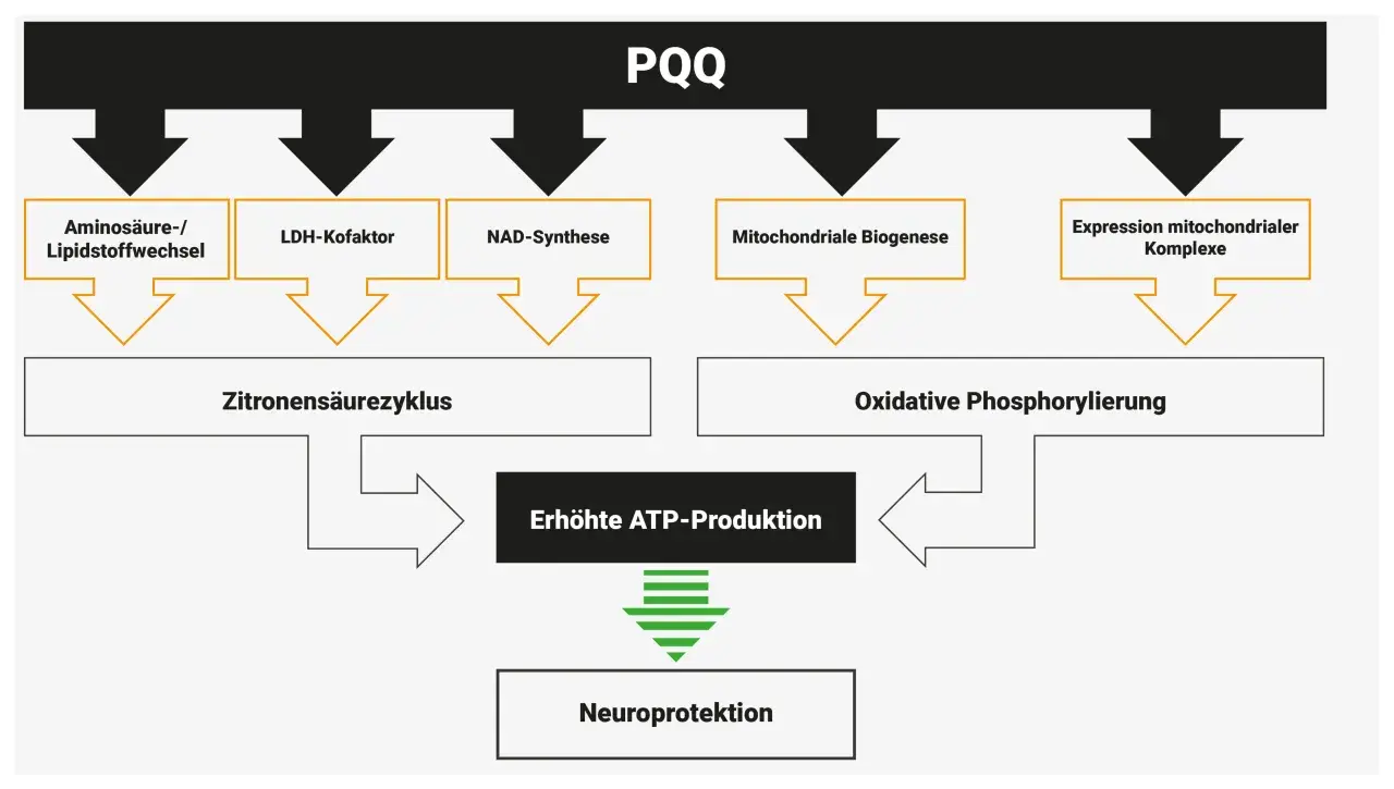 PQQ beeinflusst Aminosäure-/Lipidstoffwechsel, LDH-Kofaktor, NAD-Synthese, mitochondriale Biogenese und Expression mitochondrialer Komplexe, was zu erhöhter ATP-Produktion und Neuroprotektion führt.