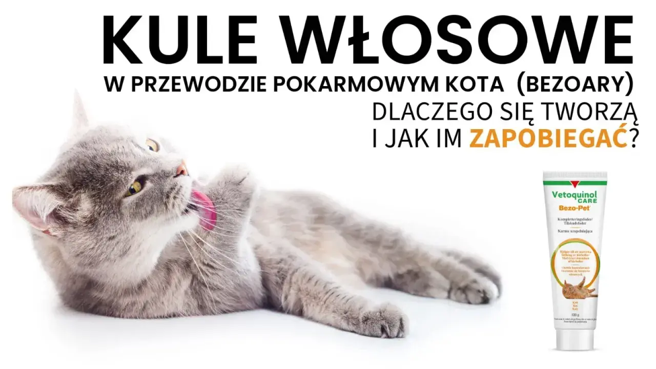 Szary kot czyści futerko, zapobiegając tworzeniu się kulek włosowych. Obok tubka karmy Vetoquinol Bezo-Pet.