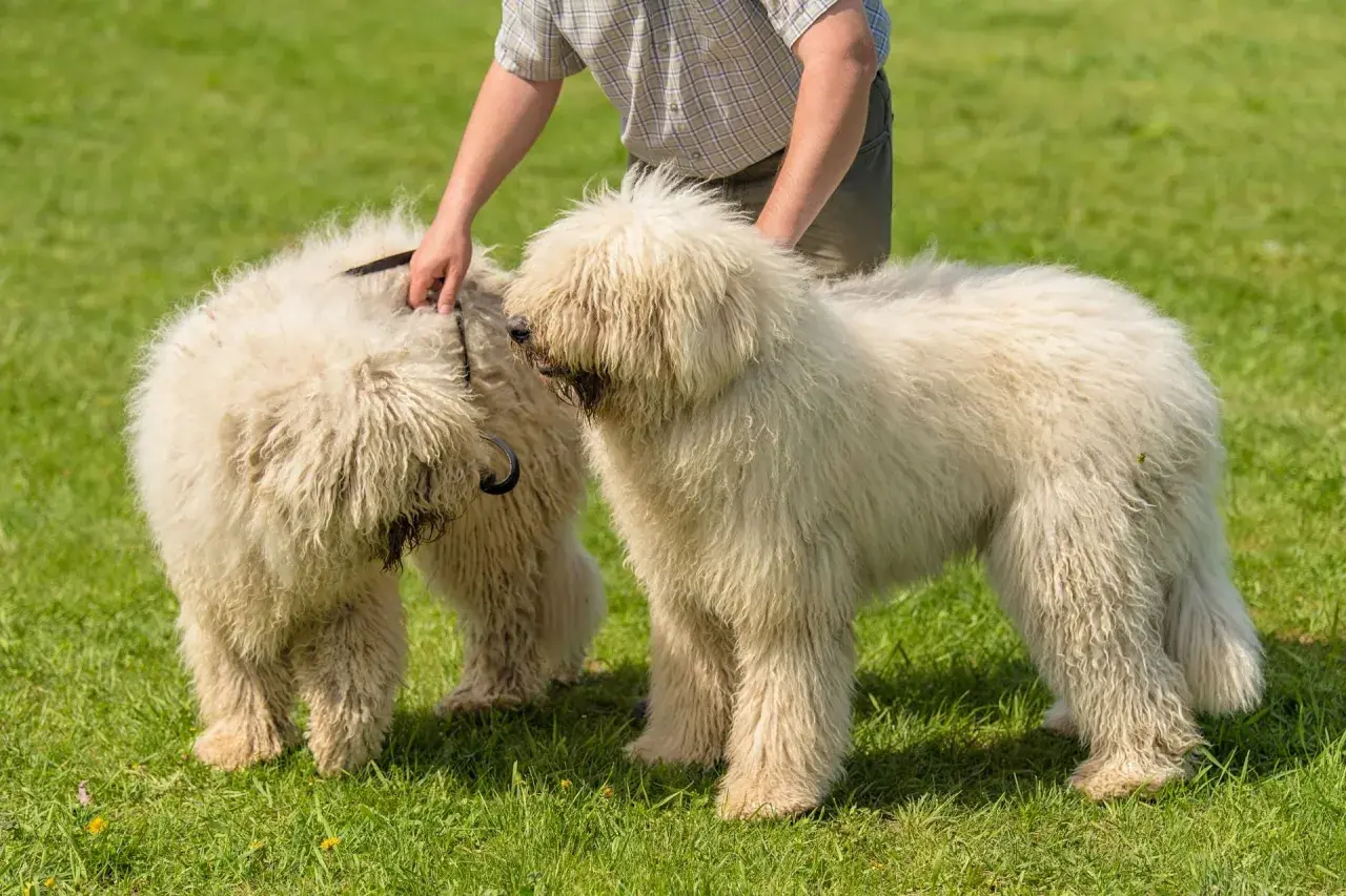 Zwei flauschige Komondor Hunde stehen auf einer grünen Wiese, während eine Hand das Fell eines Hundes streichelt.