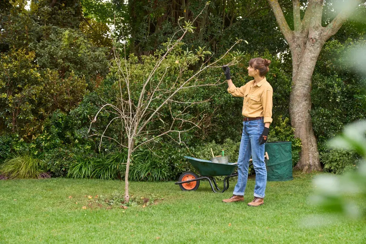 Frau schneidet einen jungen Baum, um ihn für den Winter vorzubereiten. Sie ist im Garten und hat Werkzeuge und einen Schubkarren dabei.