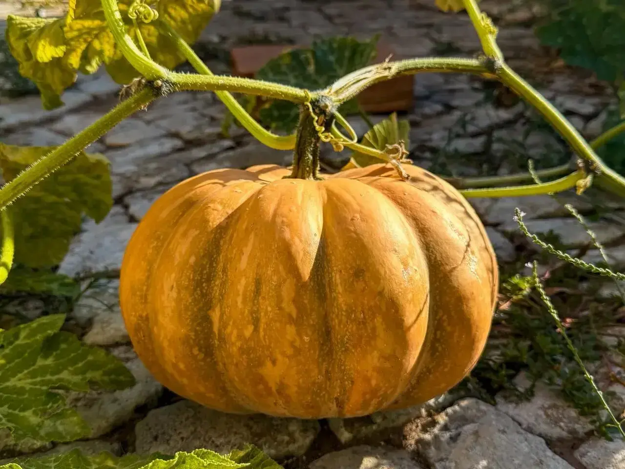 Zucca matura su un terreno roccioso, i suoi semi sono un rimedio naturale per la stitichezza.