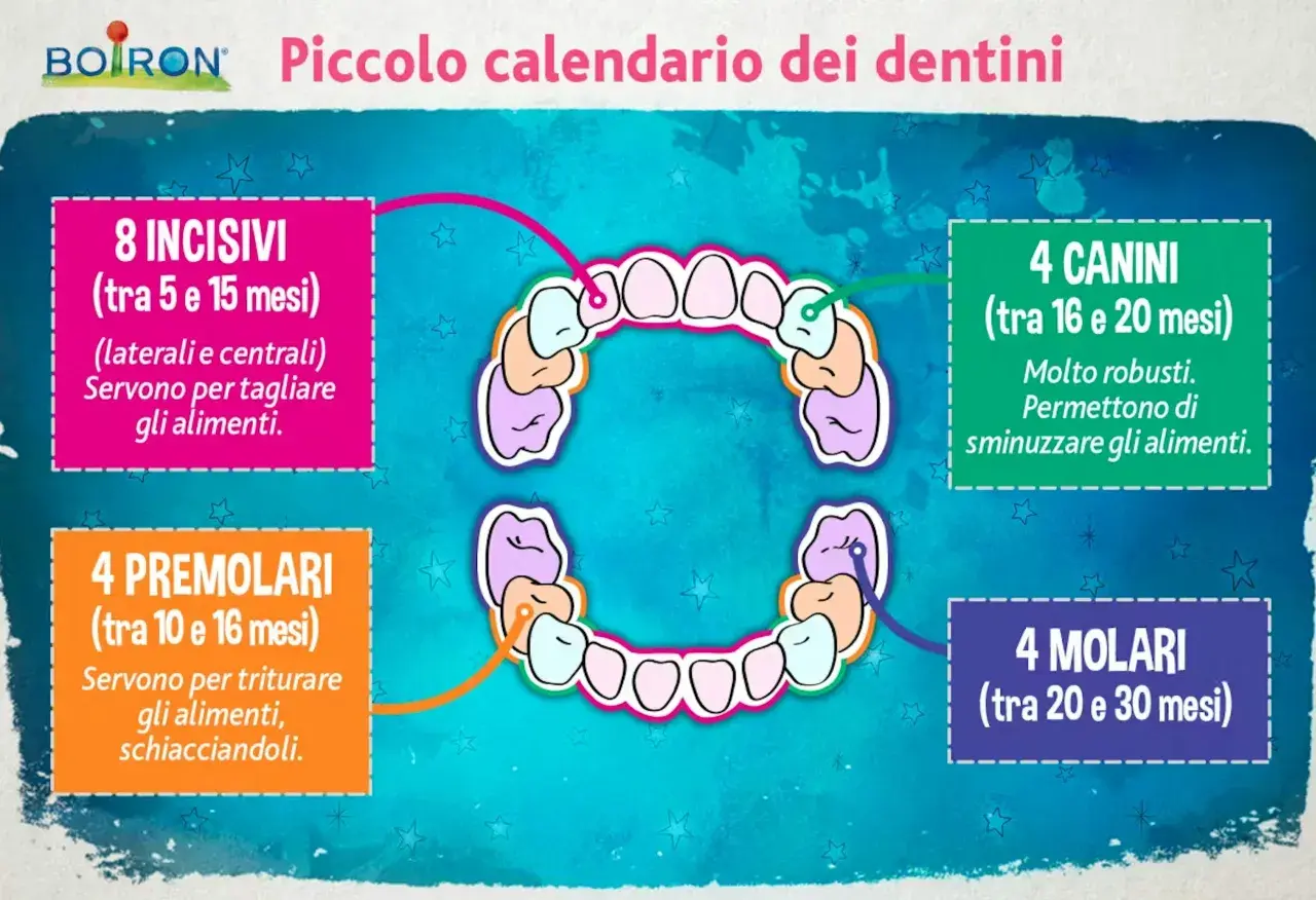Calendario dei primi denti neonato: incisivi, canini, premolari e molari con indicazioni sui mesi di eruzione e funzione.