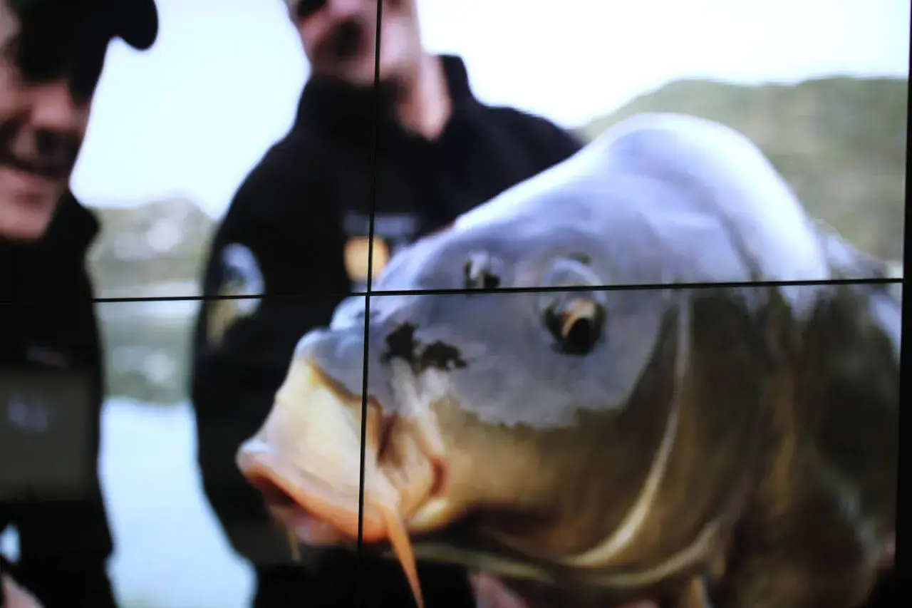 Ein Angler hält stolz einen großen Karpfen im Wasser.