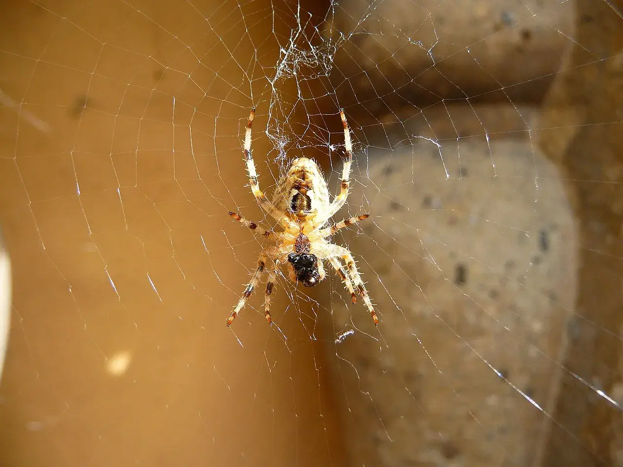 Pająk po hiszpańsku to "araña". Ten pająk siedzi na swojej pajęczynie, czekając na ofiarę.