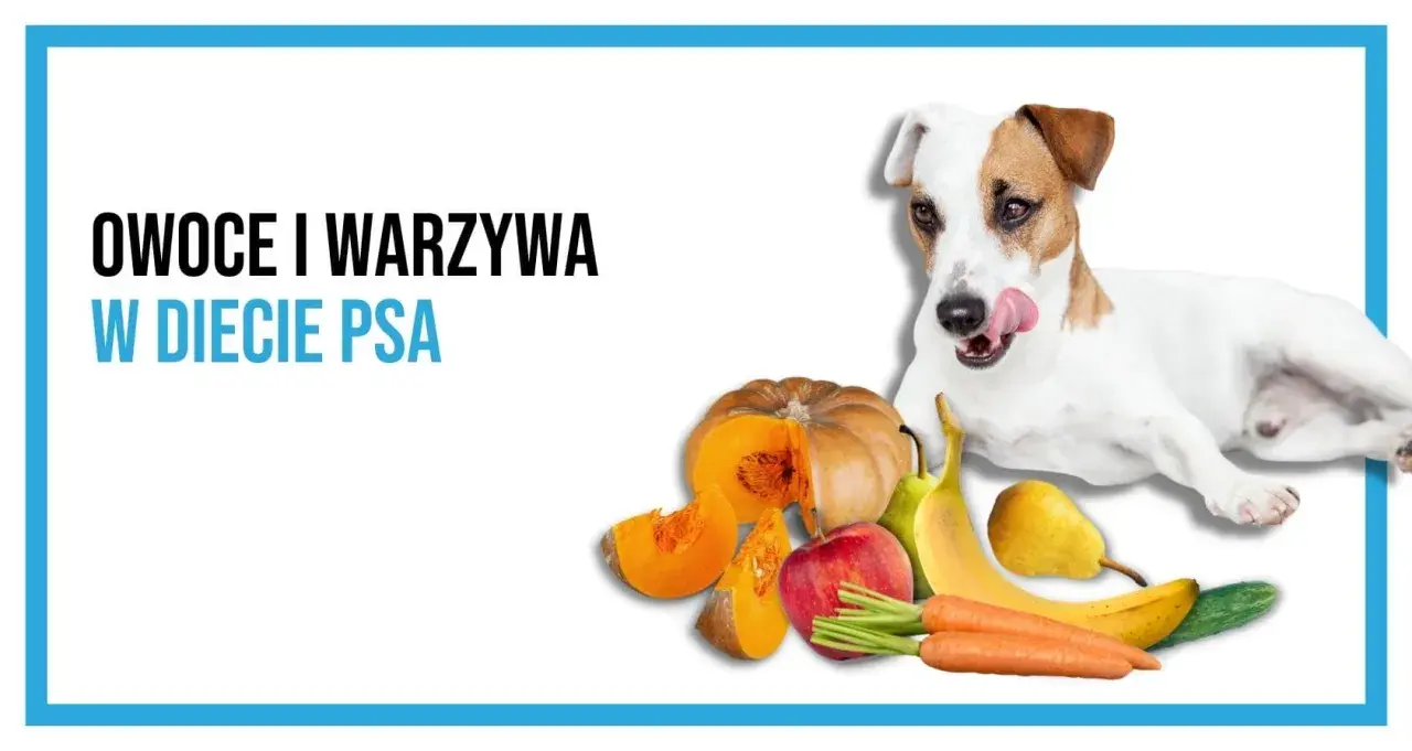 Pies z językiem na wierzchu obok dyni, jabłka, banana, gruszki, ogórka i marchewki. Dowiedz się, jakie warzywa może jeść pies.