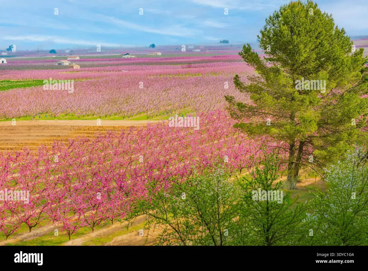En vidsträckt persikolund i Katalonien blommar i rosa, med ett stort träd i förgrunden.