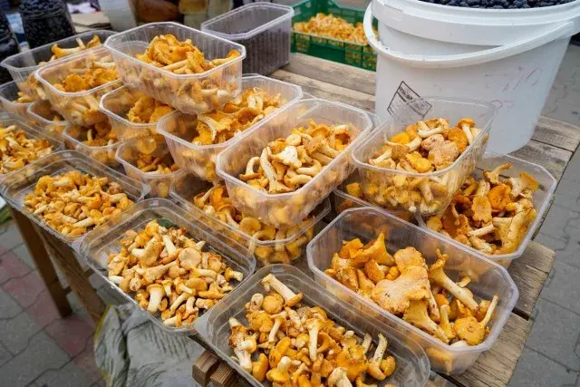 Po ile grzyby na skupie? Sprawdź ceny i zyskowność sprzedaży
