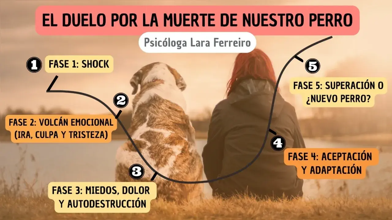 Ilustración sobre cómo superar la muerte de un perro, mostrando las 5 fases del duelo: shock, volcán emocional, miedos, aceptación y superación.