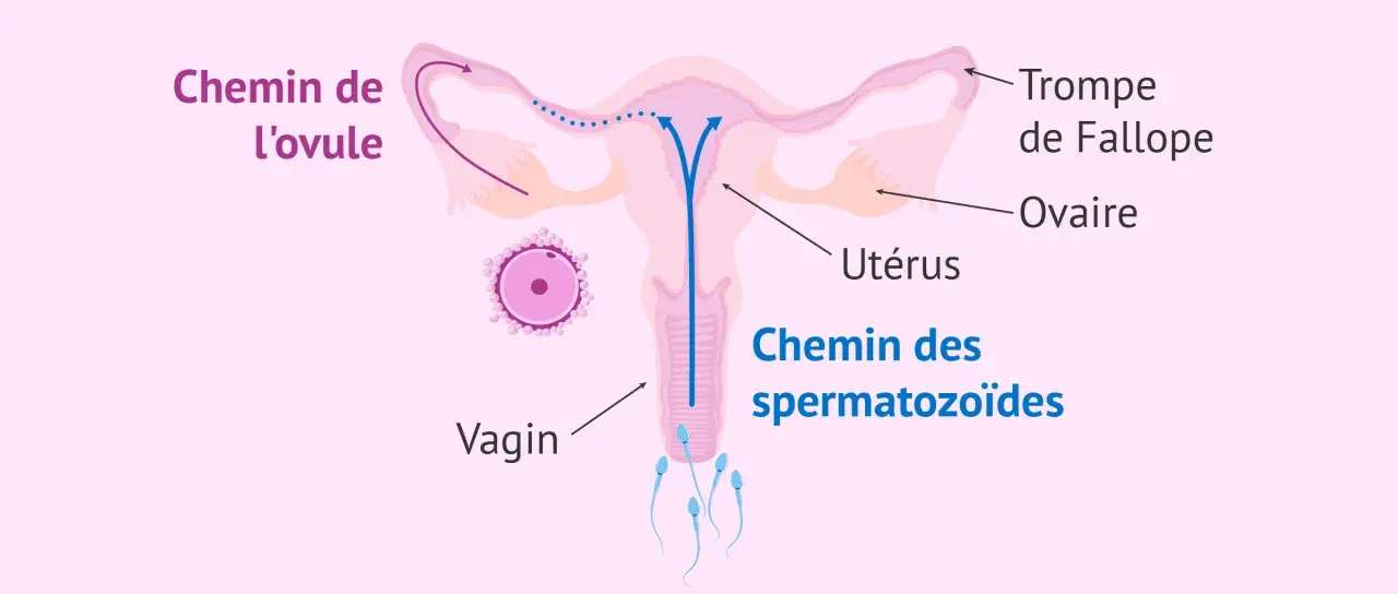 Schéma de l'appareil reproducteur féminin montrant le chemin des spermatozoïdes vers l'ovule. Pour savoir comment garder le sperme pour tomber enceinte rapidement, il faut comprendre ce parcours.