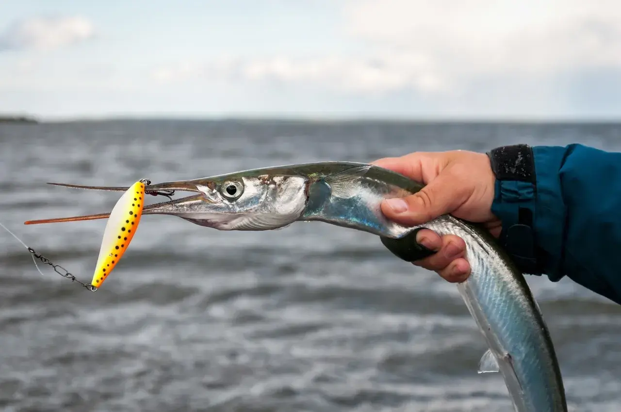 Ein Angler hält einen frisch gefangenen Hornhecht aus dem Mittelmeer, der an einer bunten Angelköder schnappt.