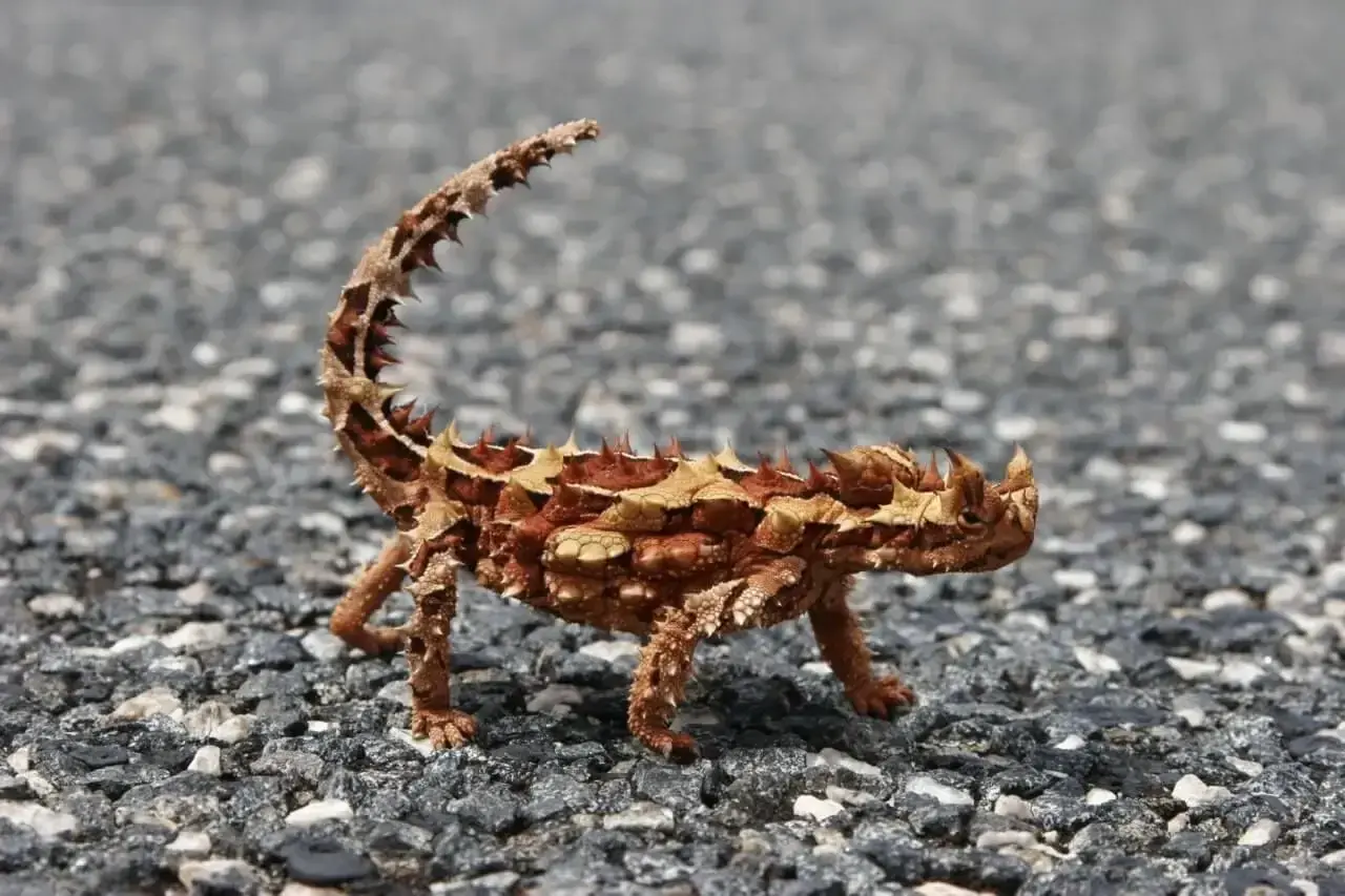 Un pequeño dragon del desierto, con su cuerpo cubierto de escamas y espinas, camina sobre un camino de grava.