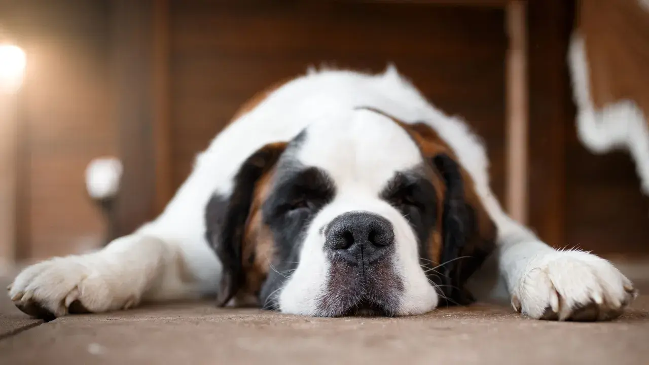 San Bernardo durmiendo, con su cara apoyada en el suelo. A veces mi perro se tira muchos gases, pero así de adorable, no me importa.