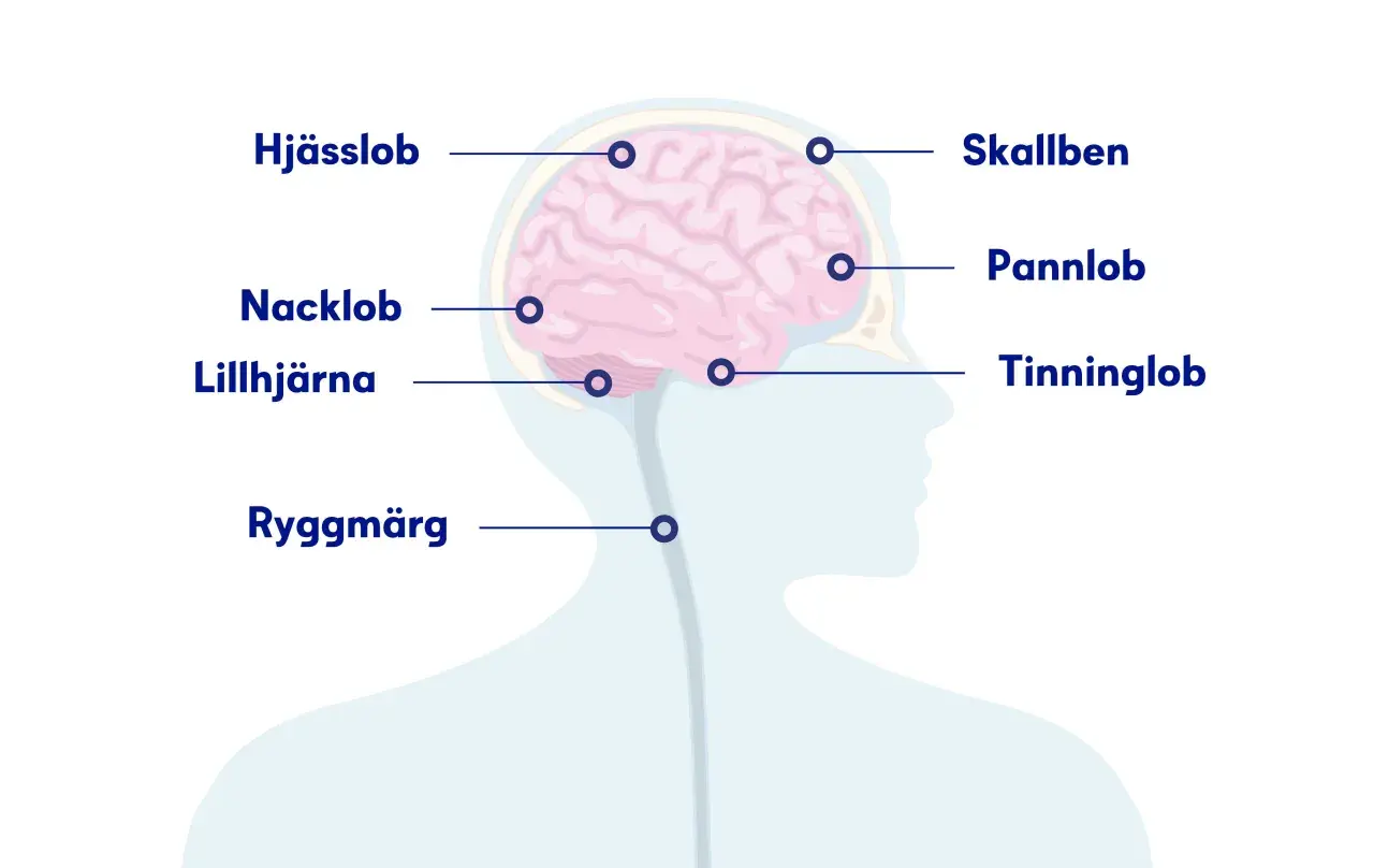 Illustration av hjärnan med delar märkta. Om du har ont i nacken och huvudet kan det bero på problem i nacklob, lillhjärna eller ryggmärg.