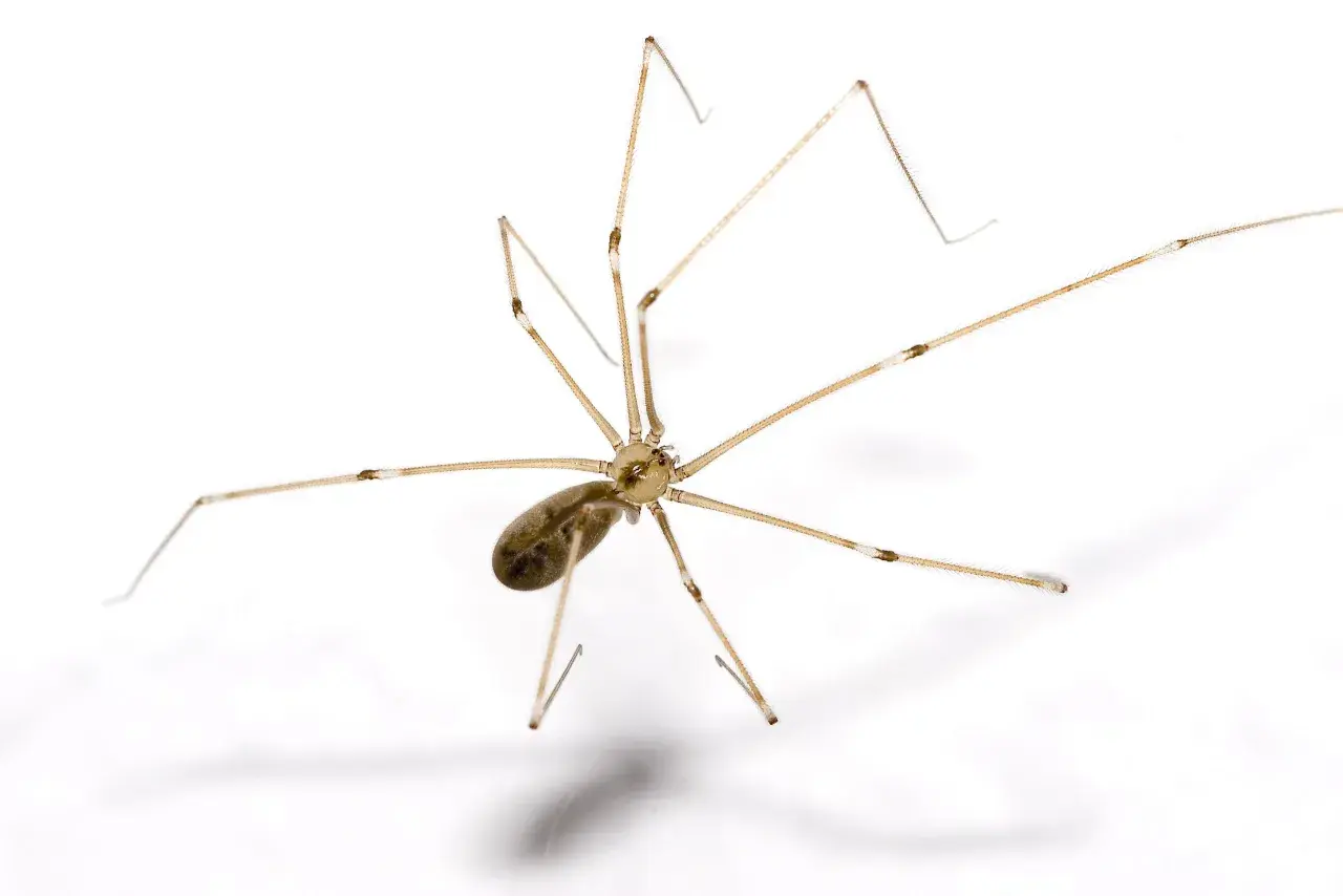 En dallerspindel, även kallad långben, med sina långa, tunna ben. Trots sitt utseende är den inte dallerspindel giftig för människor.