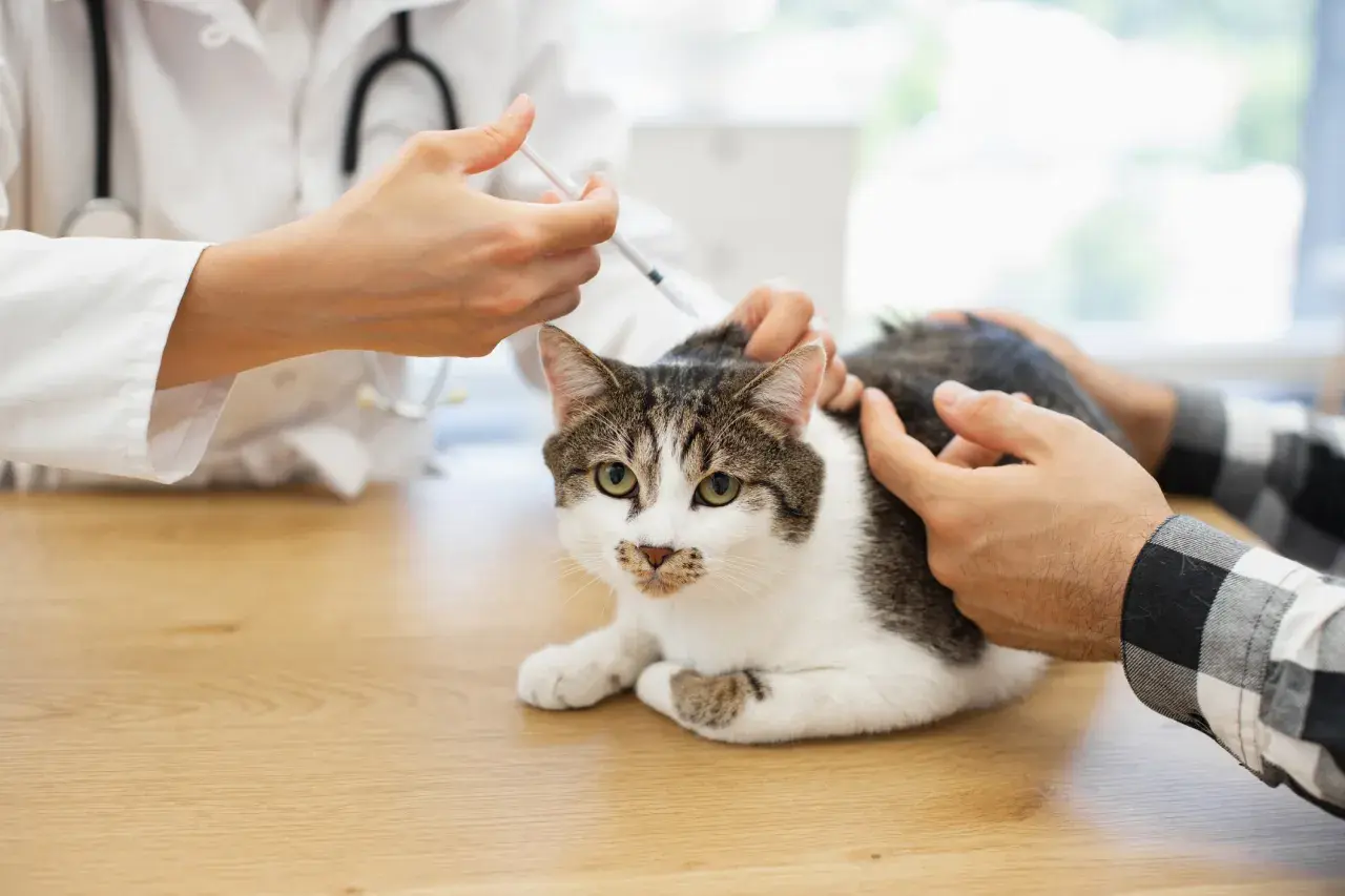 Tierarzt impft Katze. Ein Mann streichelt beruhigend das Tier, während die Impfung verabreicht wird.