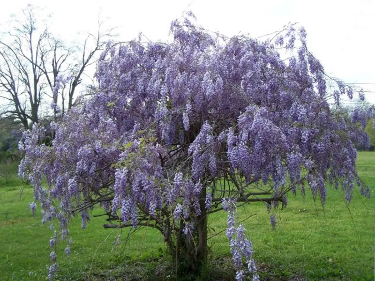 Magnifique arbre en fleurs de glycine, ses grappes violettes tombent comme des cascades parfumées.