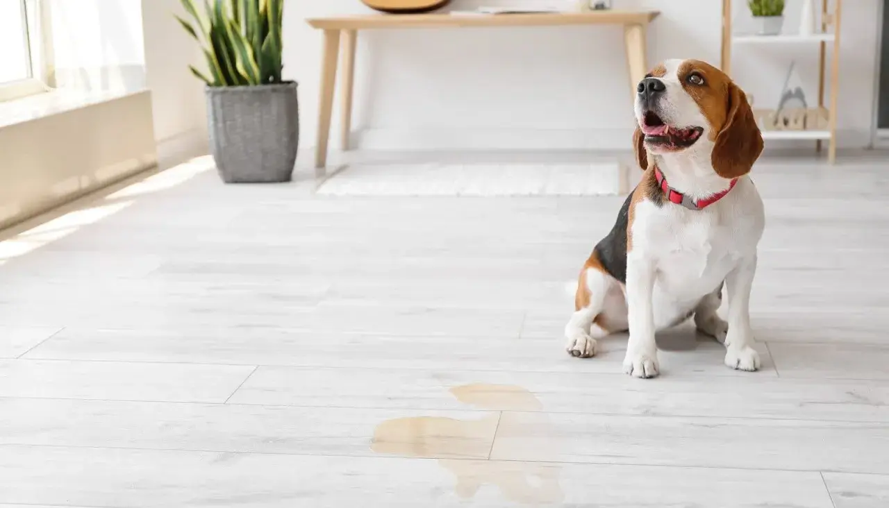 Beagle sitzt auf hellem Boden neben einer Pfütze. Hoffentlich hat der hund pinkelt mich an nicht wieder getroffen.