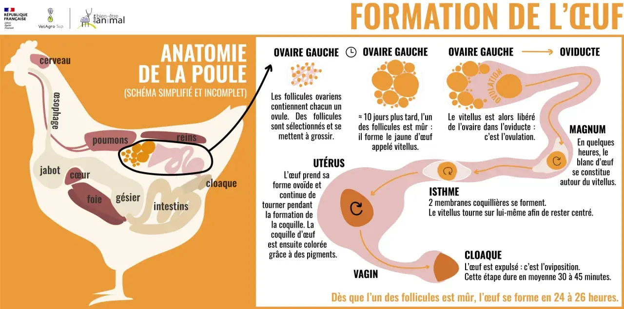Schéma de l'anatomie de la poule et de la formation de l'œuf, de l'ovaire au cloaque, expliquant le processus de maturation des follicules et la formation de la coquille.