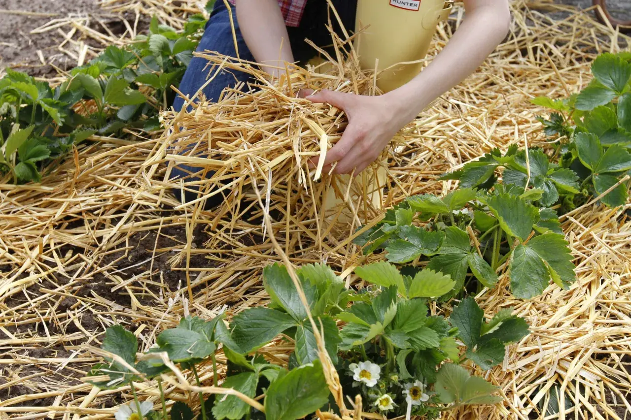Hände verteilen Stroh zum Erdbeeren mulchen. Die Pflanzen sind grün, einige Blüten sind sichtbar.