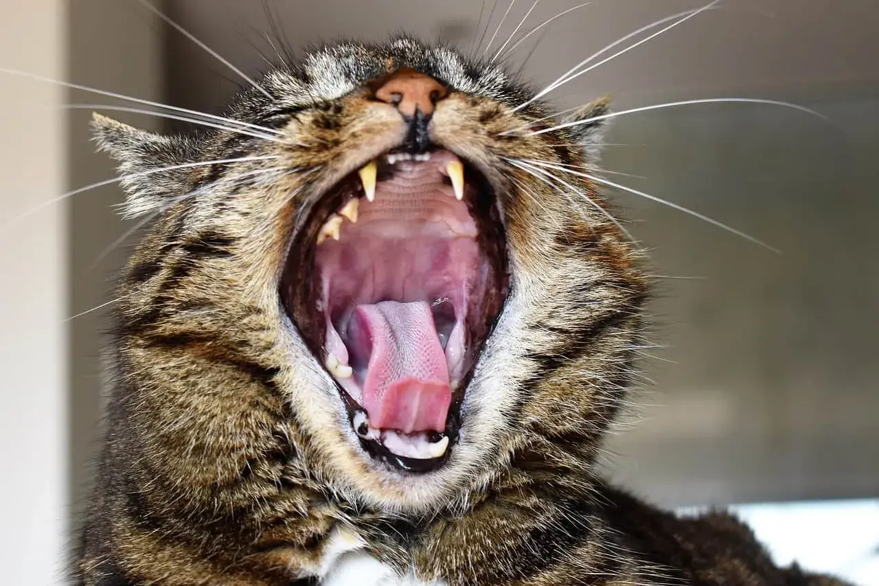 Gato bosteza mostrando su boca abierta y lengua rosada. ¡Espero que a mi gato le huela la boca a podrido, porque este bostezo es enorme!