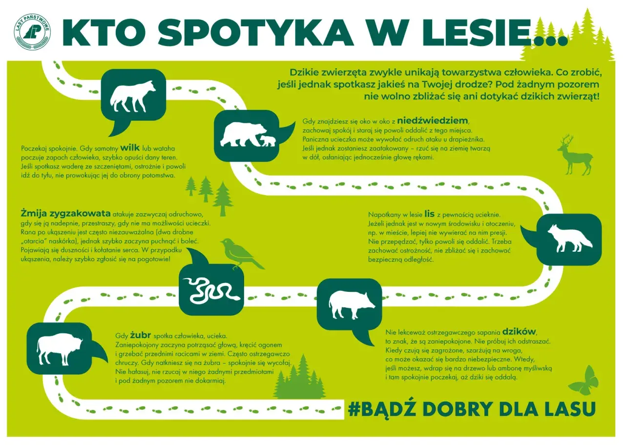 Dzikie zwierzęta w Polsce: wilk, niedźwiedź, żmija, lis, żubr, dzik. Zachowaj spokój i dystans.