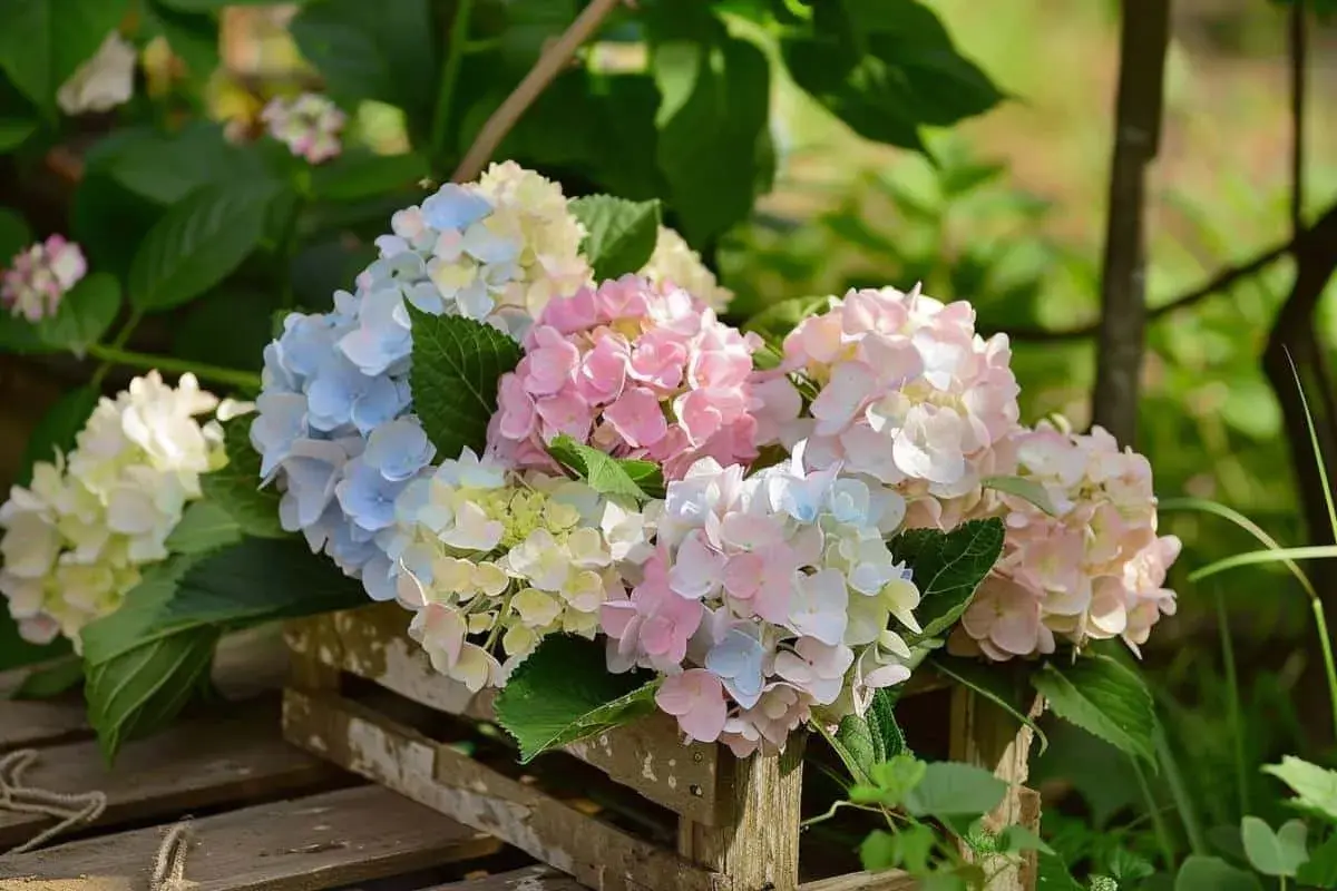 Un bouquet d'hortensias aux teintes pastel, bleus, roses et blancs, dans une caisse en bois. Idéal pour savoir quand déplacer un hortensia.