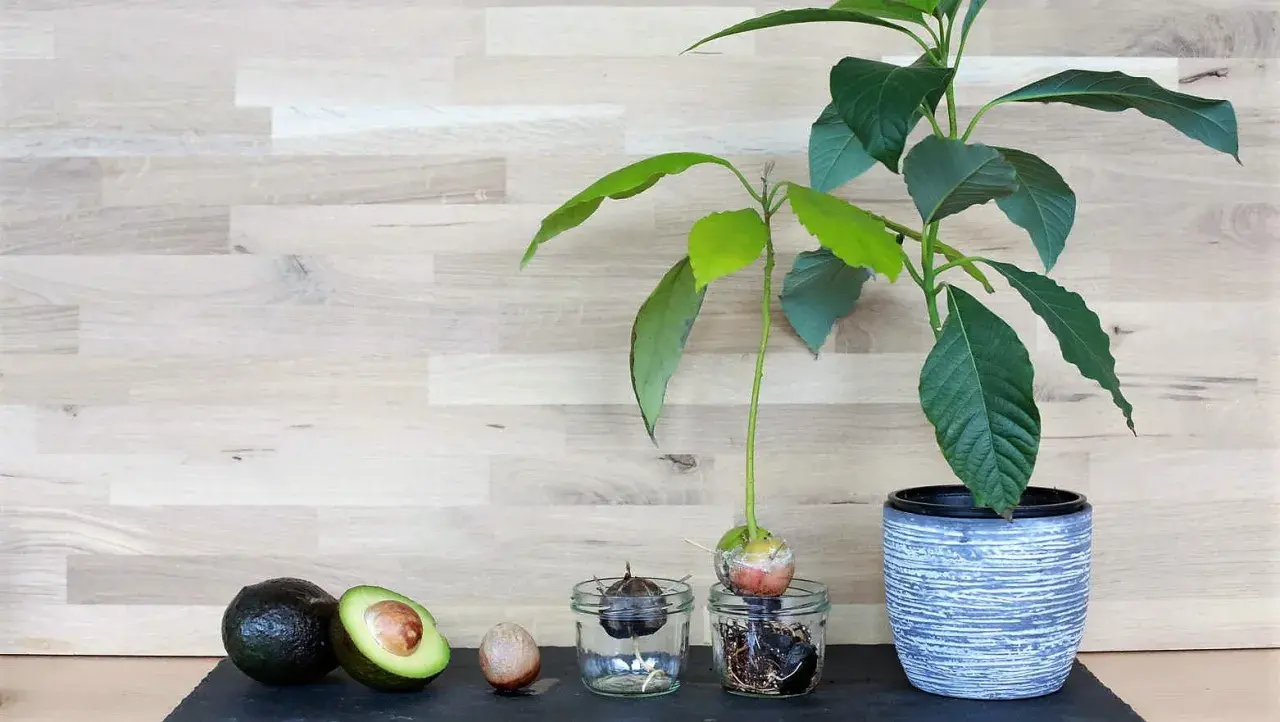 Vom ganzen Avocado bis zum Keimling im Glas: So gelingt das **Avocadokern einpflanzen**. Ein grüner Daumen für zu Hause.