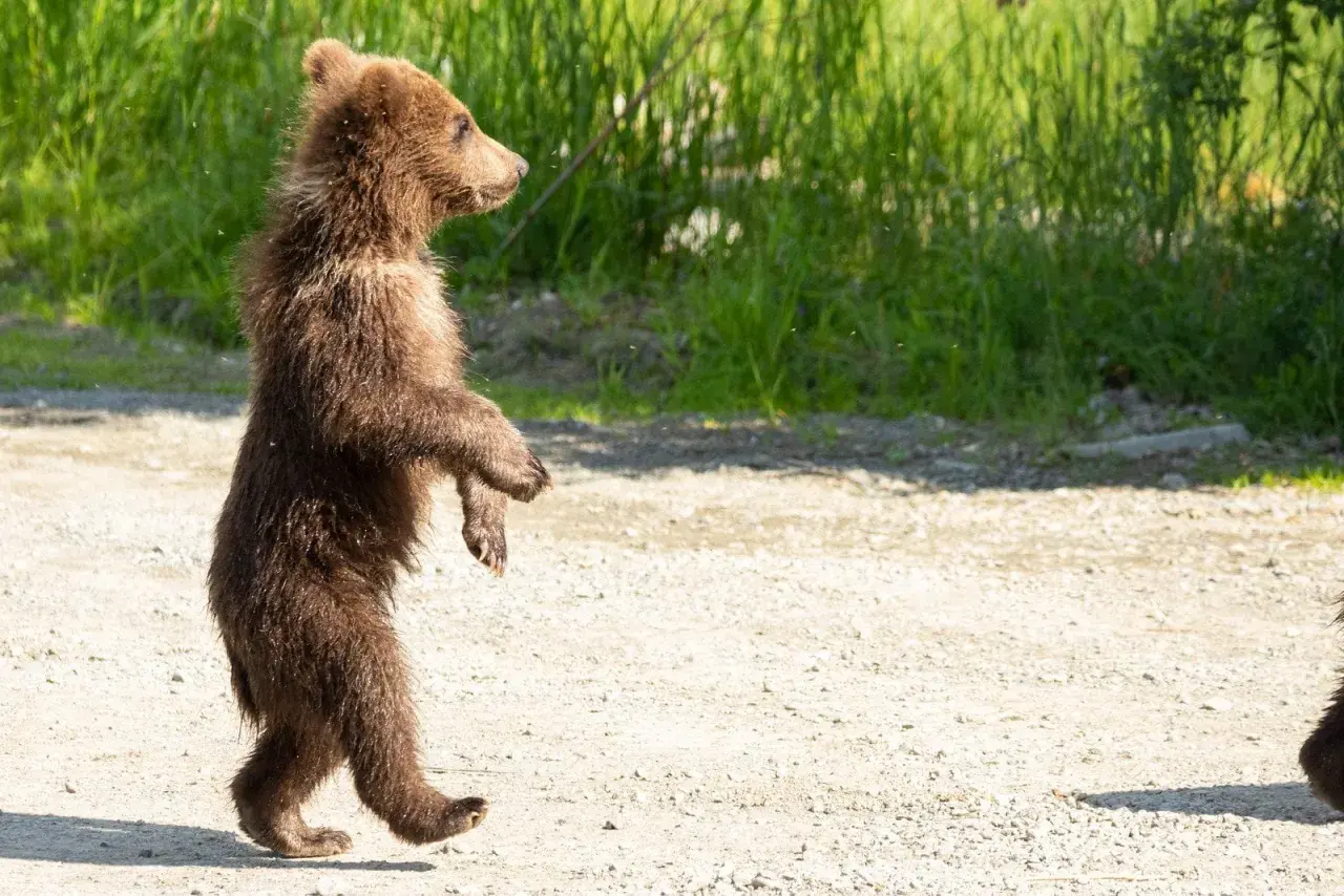 Un tierno oso de pie, con su pelaje marrón y ojos curiosos, explora el camino de tierra.