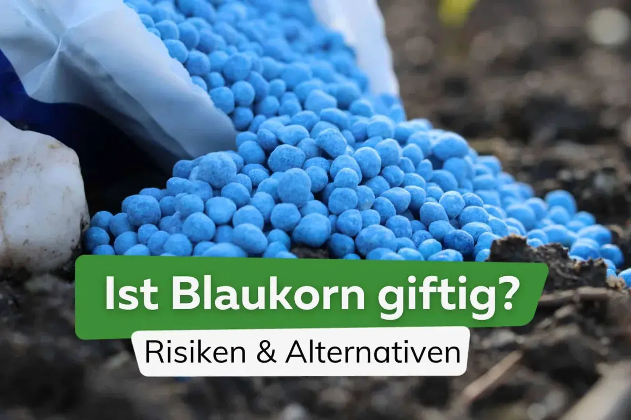 Blauer Dünger (Blaukorn) wird aus einem Sack auf Erde geschüttet.