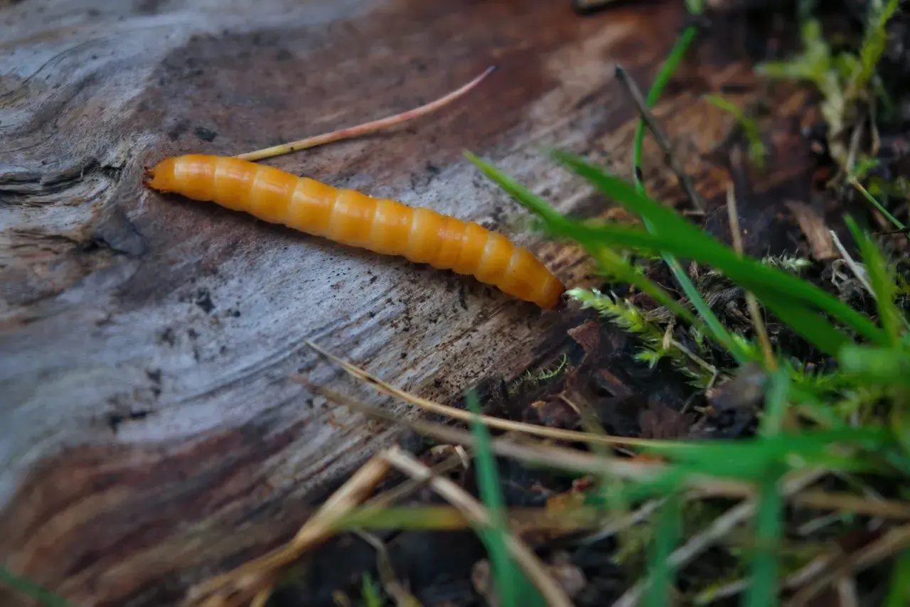 Un ver orangé, ressemblant à un ver fil de fer, rampe sur un morceau de bois mort, entouré d'herbe verte et de feuilles mortes.