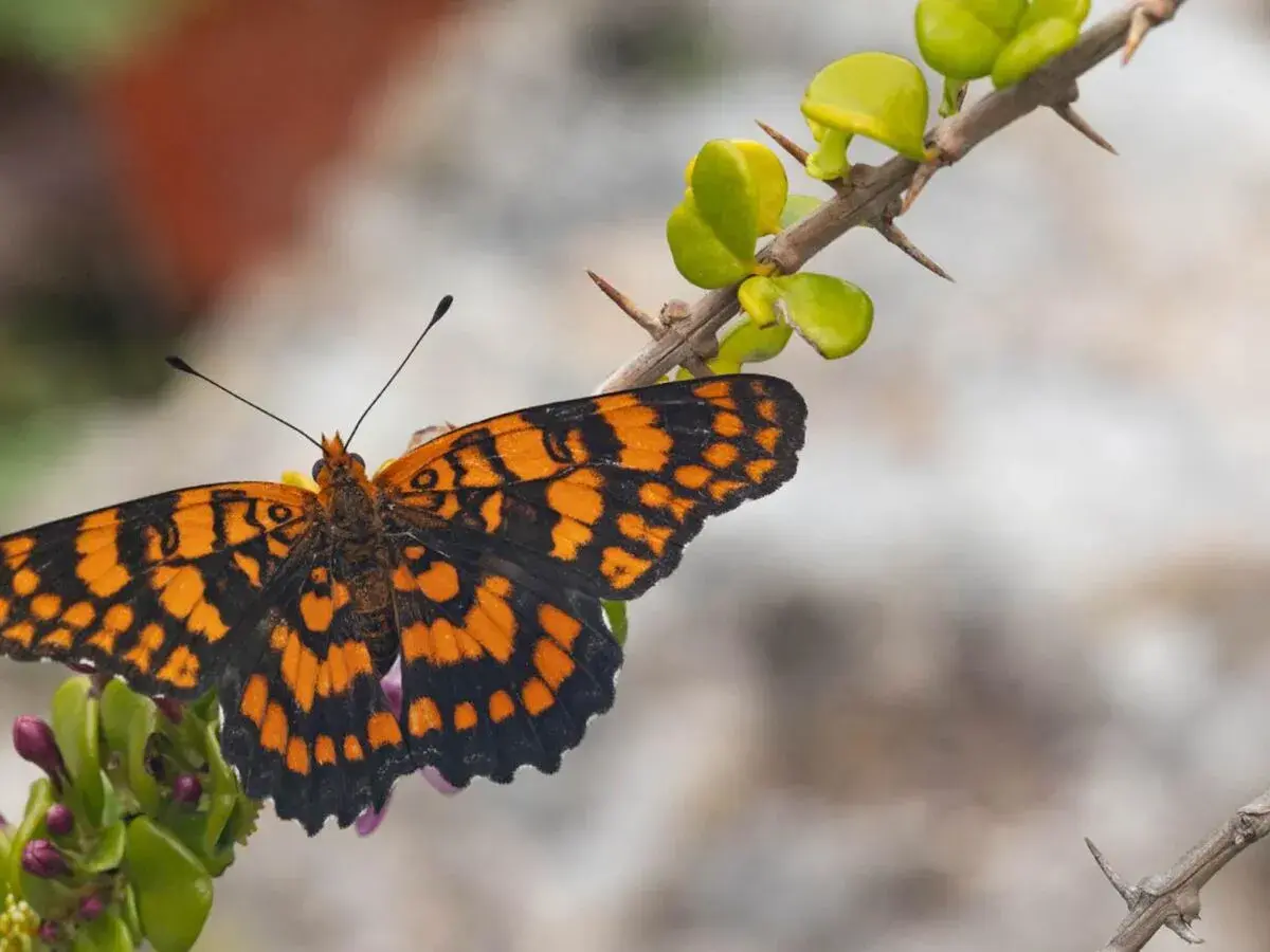 Mariposa naranja y negra posada en una rama espinosa. Es como soñar con mariposas, un instante de belleza efímera.