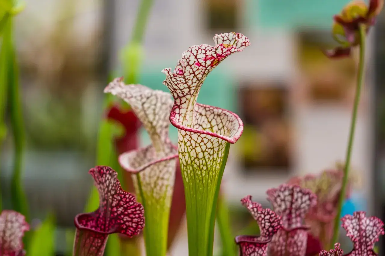 Sarracenia in fiore, con le loro forme uniche e venature rosse e bianche. La cura di queste piante carnivore è un'arte.