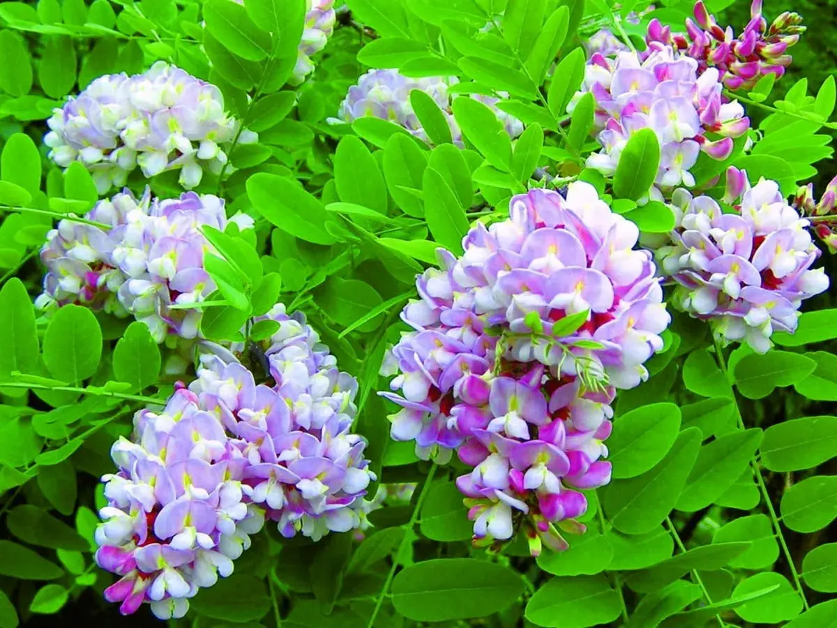 Kwiatostany robinia akacjowa umbraculifera w odcieniach bieli i fioletu, otoczone zielonymi liśćmi.