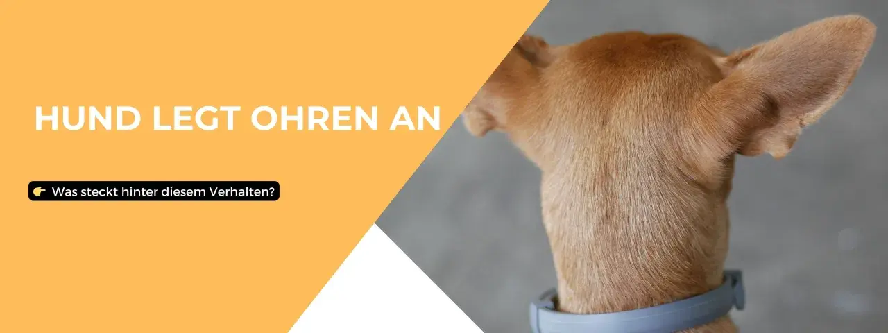 Ein Hund legt die Ohren an und wedelt. Was steckt hinter diesem Verhalten?